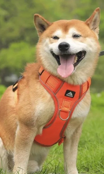 Dog wearing an orange harness during the day
