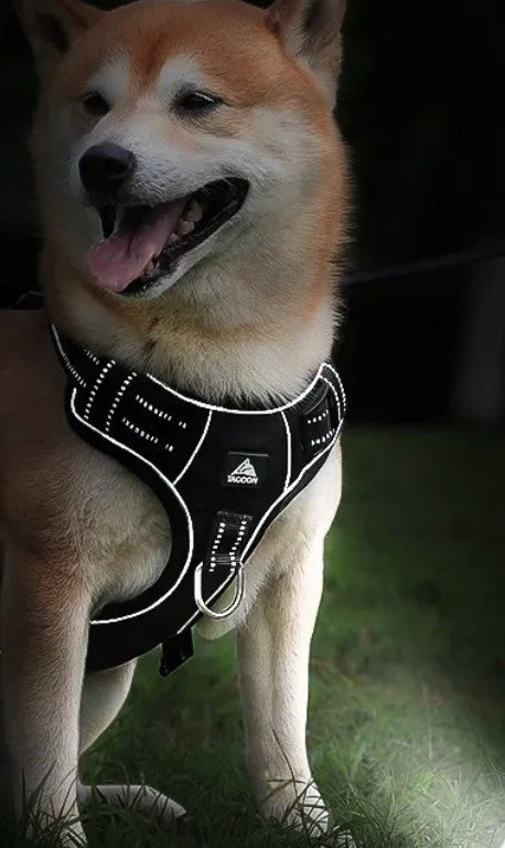 Reflective harness glowing at night